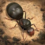 Icon The Ants Underground Kingdom Mod APK 3.1.0 (Sınırsız para)